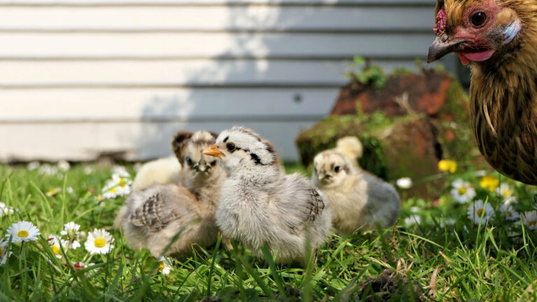 Beginners Guide to Raising Chickens