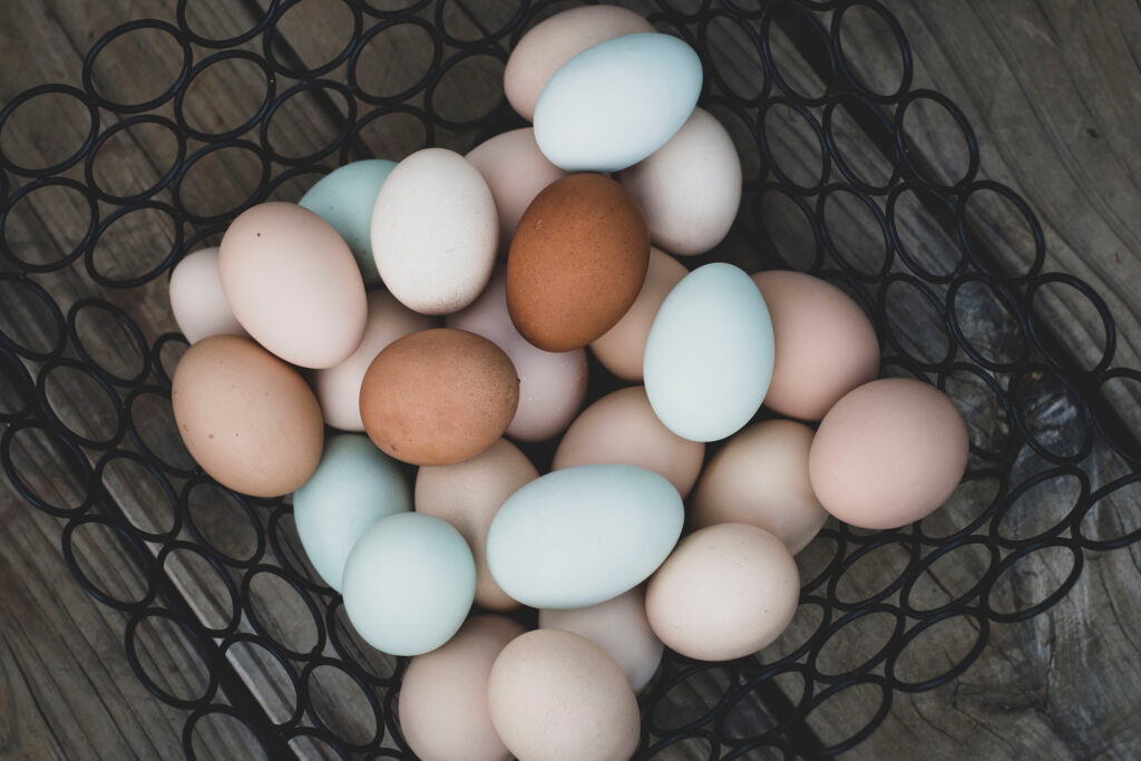 hatching chicken eggs