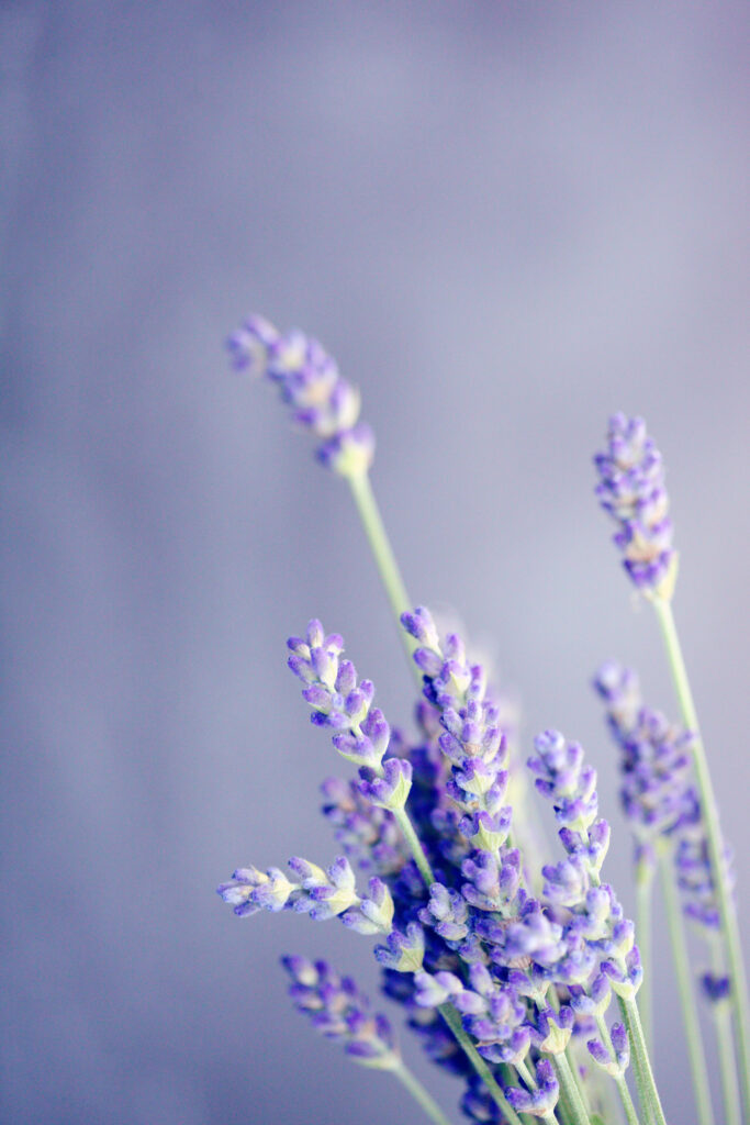 lavender field Lorena TX