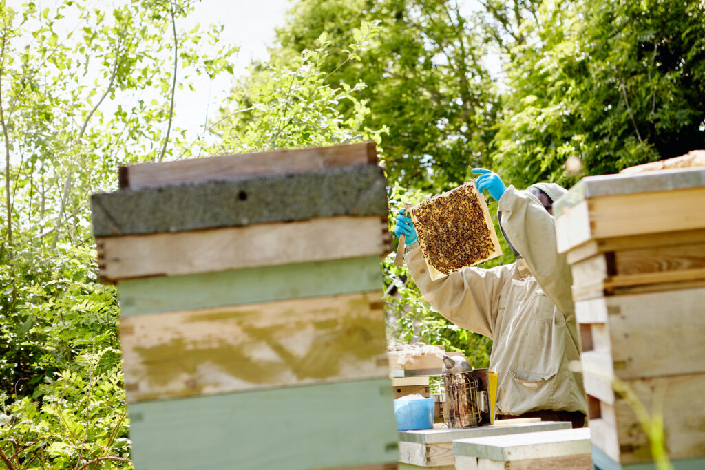 Waco beekeeper