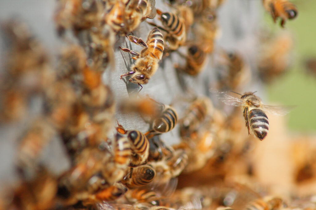 beekeeping Lorena TX