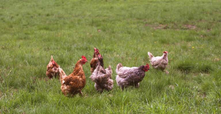 The Poultry Pantry: What You Need to Know About Feeding Your Chickens