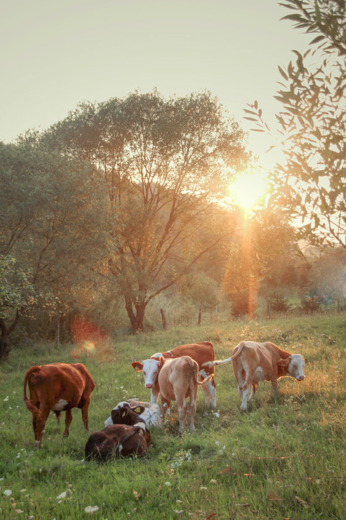 Beef Cattle Lorena TX