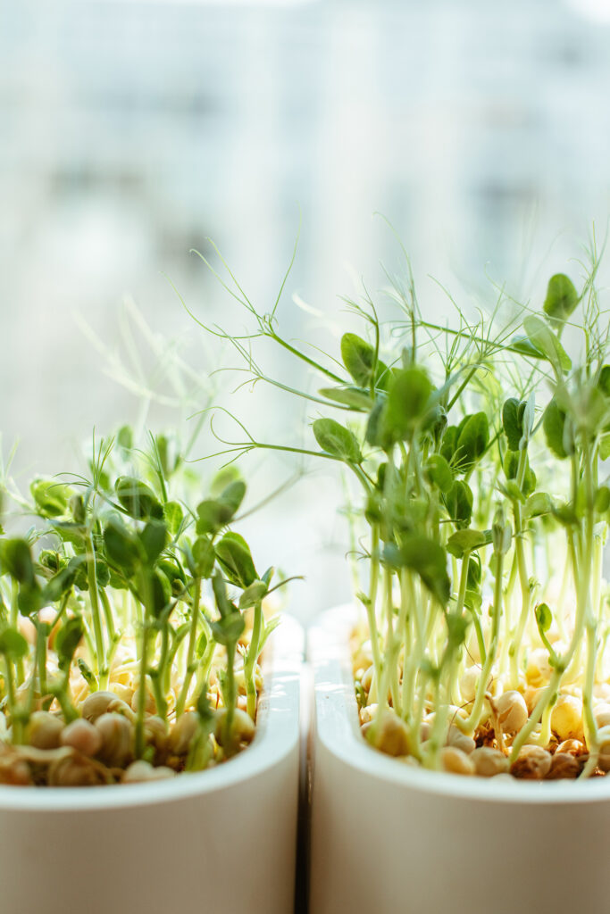 mushrooms and Microgreens Waco TX