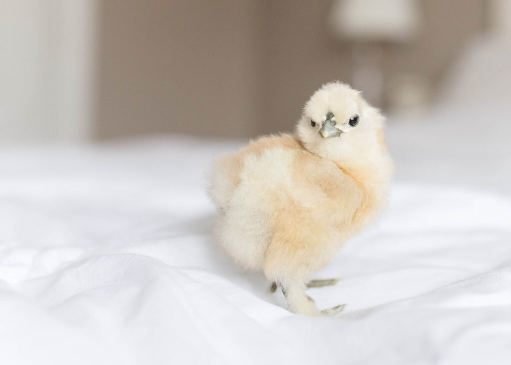 baby chick Lorena TX homestead