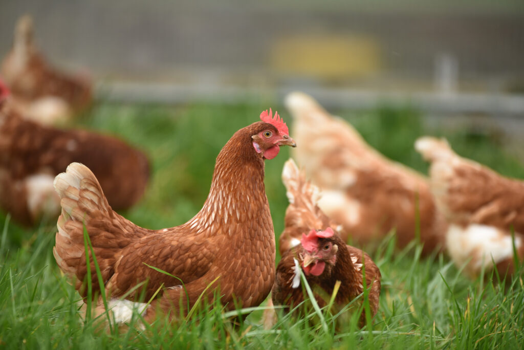 chickens on Paradise Ranch Waco